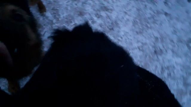 Эксклюзивное видео! Зубастые чёрные дыры в приюте для животных! смотреть онлайн