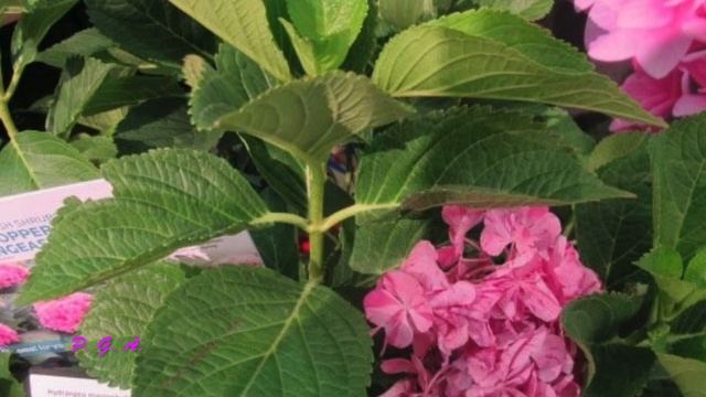 Промышленная выставка предприятий по садоводству в США, Колумбус, Огайо. Часть I. смотреть онлайн