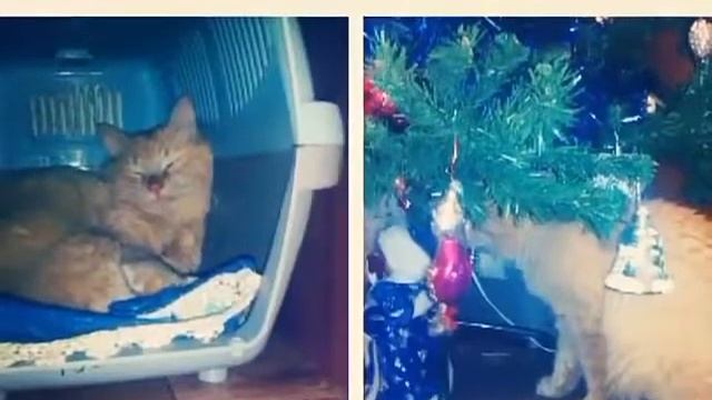 Мои домашние животные кот Персик и мыши песчанки #1 смотреть онлайн