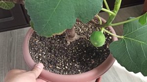 Инжир на окошке. Растет и плодоносит каждый год....