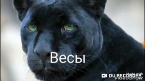 Какое ты животное по знаку зодиака