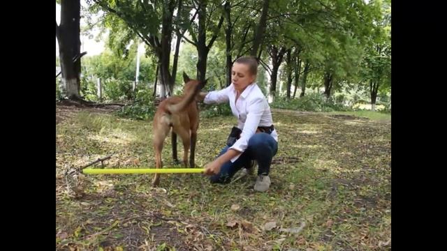 10 упражнений для задних лап. Догфитнес. Или как научить собаку чувствовать свое тело смотреть онлайн