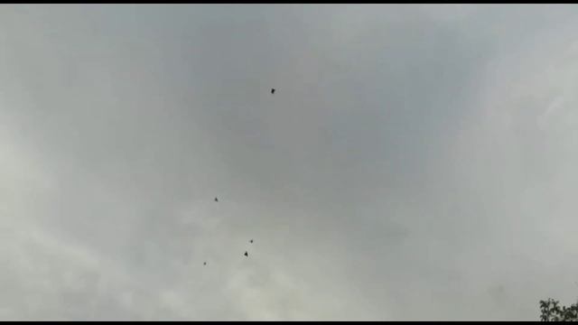 Красивые голуби для души лёт и игра. Двухчубые голуби. Tauben. Pigeons. Palomas. Pombos. کبوترها