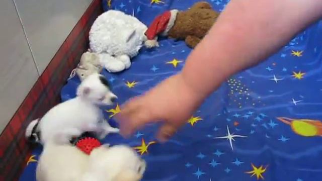 Щенки чихуахуа из питомника "Сибирский Старт" смотреть онлайн