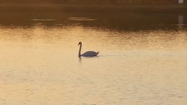 Новый водоем. У Рыбака. Биг Фиш . Не минуты сна. смотреть онлайн