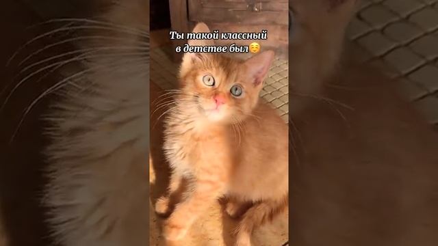 Симбочка классный в детстве и сейчас? смотреть онлайн