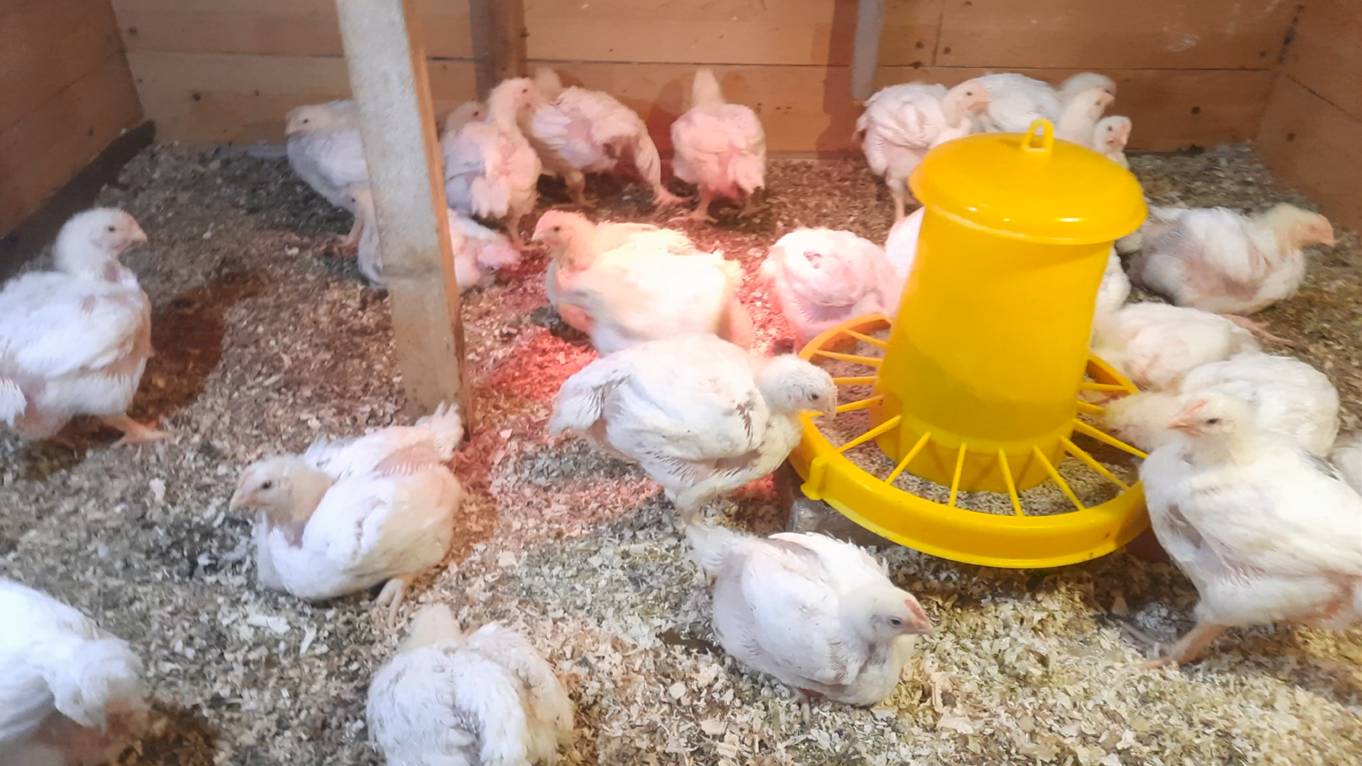 Задумался, стоит-ли летом выращивать бройлеров?