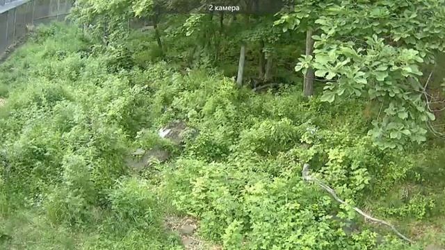 Амур и Уссури.13 июня 2016 г. Вечер,кормление тигров смотреть онлайн