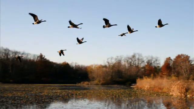 Весна. Гуси прилетели... 2017