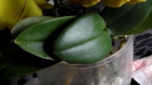 Луна растущая, можно пересаживать орху. "КОГДА ЦВЕТУТ ОРХИДЕИ"