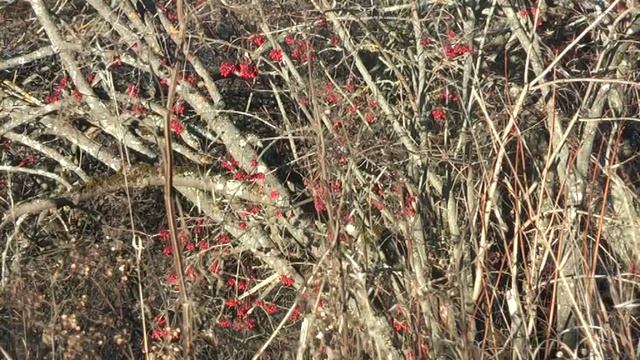 Люблю глаза твои, мой друг смотреть онлайн