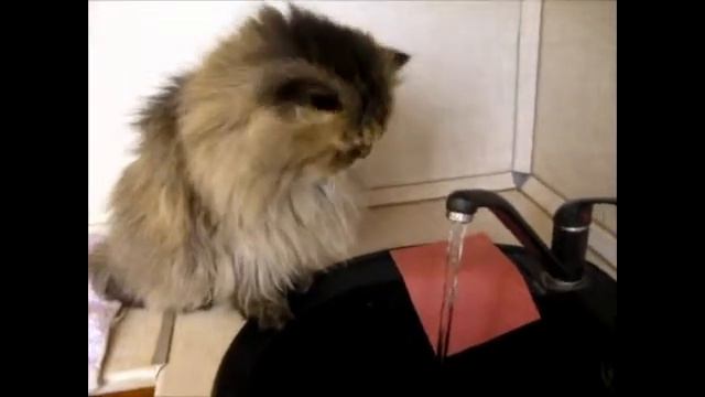 Кот Василий пьёт из под крана. смотреть онлайн