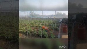 круглогодичная теплица своими руками