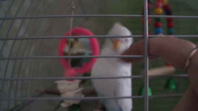 Домашний ВЛОГ / Наши птички🕊❤🦜 / Пятница смотреть онлайн