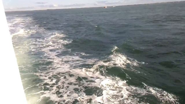 Дельфины Коммерсона или пестрые дельфины в Магеллановом проливе смотреть онлайн