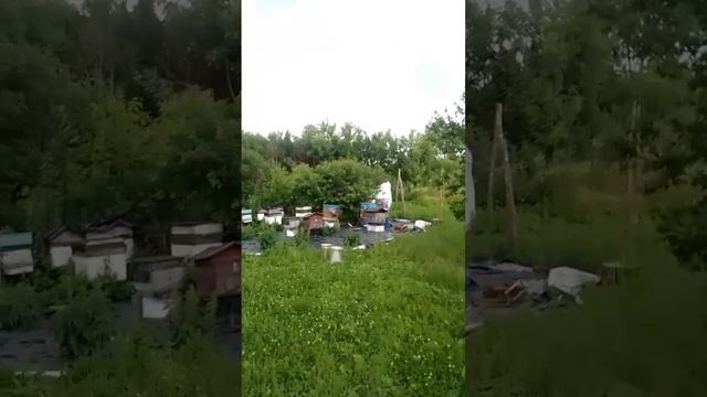 любительская пасека Липецкой области !#48пасека#акация#пчеловодство #пчелы смотреть онлайн