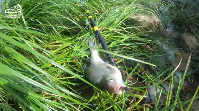 БОЛЬШОЙ УЛОВ VLOG: р. Неман. Июль. Порыбачьте с нами. Уха. 2019. смотреть онлайн