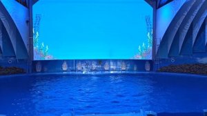 2.6 Океанариум Владивостока Часть-5  Шоу Дельфинов !