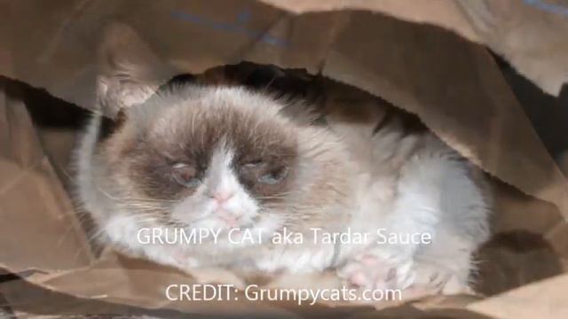 Grumpy Cat - самый сердитый кот (угрюмый кот Тард) смотреть онлайн