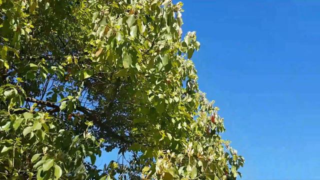 Коричник камфорный | Жизнь на Юге смотреть онлайн