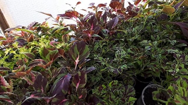 Готовим колеусы к сезону высадки и отправкам! смотреть онлайн