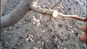 Самый надежный способ привить грушу к яблоне Работает на все 100%