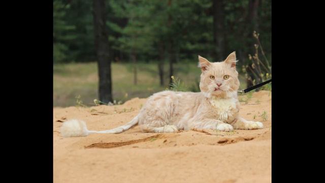 Волонтеры из Боровичей спасли котенка Пушу. смотреть онлайн