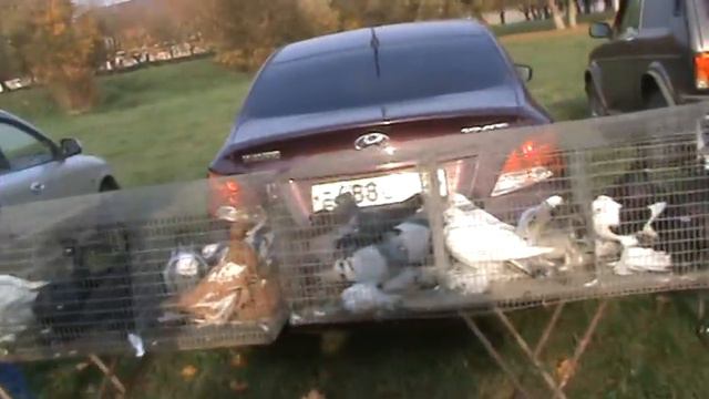 Ярмарка голубей г.Славянск-на-Кубани 17.10.2021г. 3часть смотреть онлайн