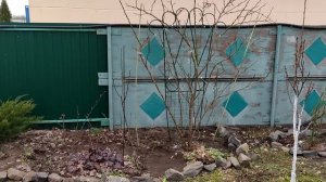 Самая эффективная обработка роз от болезней весной.