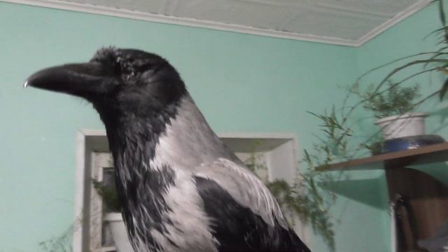 Песенка ворона смотреть онлайн