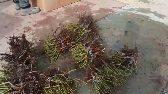 Саженцы роз купить оптом смотреть онлайн