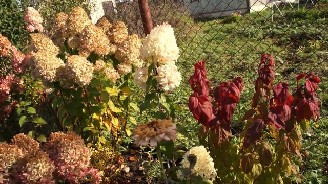 Спирея японская Макрофилла смотреть онлайн