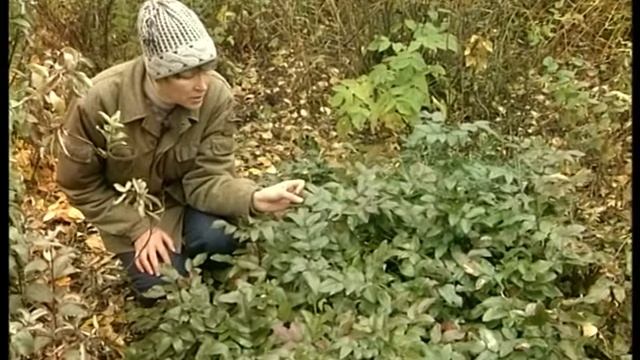 Магония падуболистная смотреть онлайн