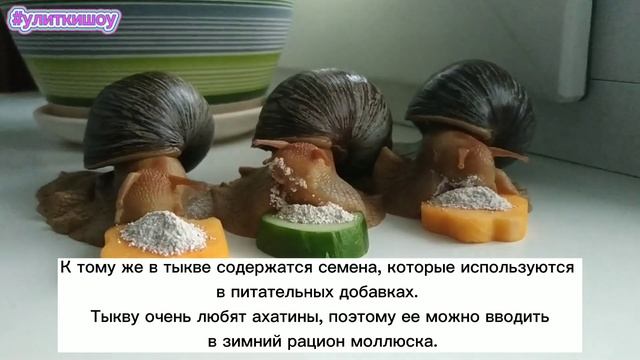 Улитки Ахатины и их ПРЕДПОЧТЕНИЯ. Тыква! Именно тыквой кормят больных и ослабленных улиток... смотреть онлайн