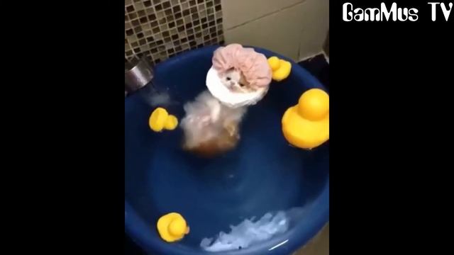 ПРИКОЛЫ / Что делают животные когда хозяев дома нет | Смешные видео с животными (1)| Смейся до слёз смотреть онлайн