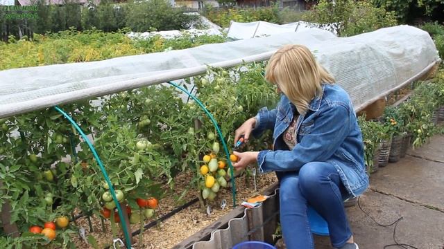 ЗОЛОТЫЕ ЯЙЦА! ОБЗОР СОРТОВ ТОМАТОВ! Советы от ЗЕЛЕНОГО ОГОРОДА! смотреть онлайн