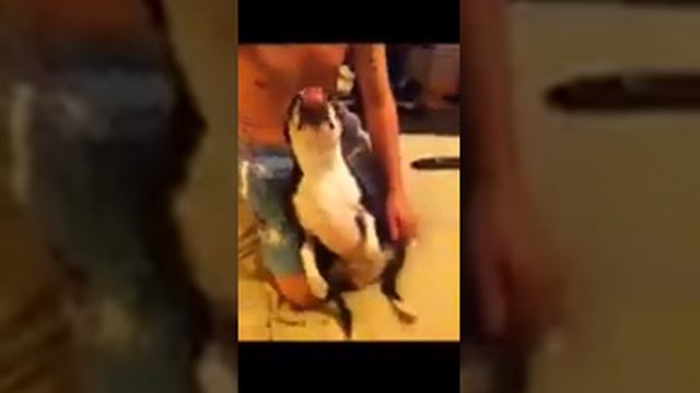 Eminem Boston Terrier White Trash Party
