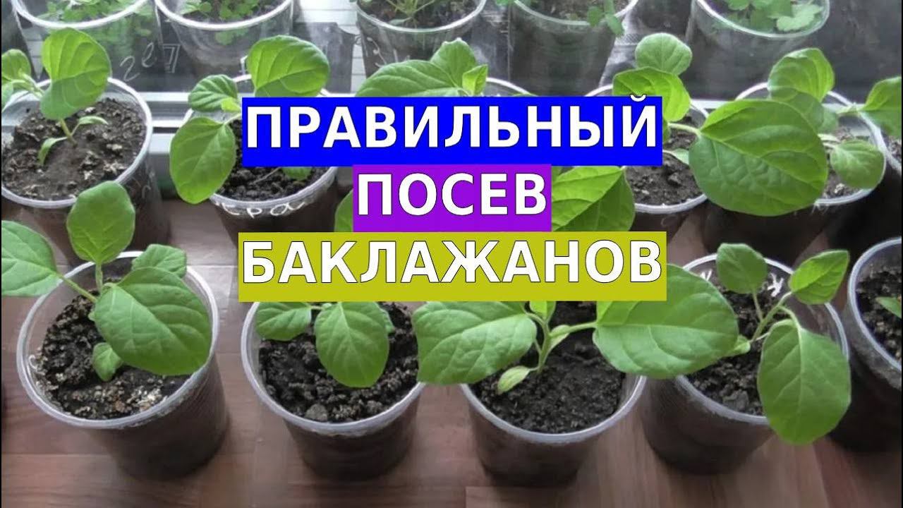 Правильный посев баклажанов. Мой личный опыт по выращиванию рассады баклажан смотреть онлайн