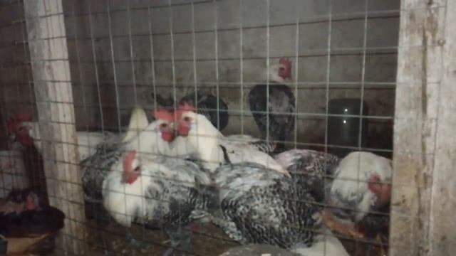 Отказались от маранов/// плюсы и минусы породы Маран/// куры несущие цветное яйцо