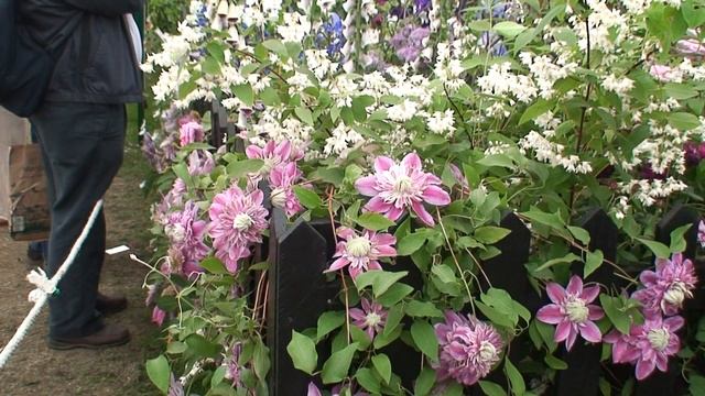 Clematis Josephine смотреть онлайн