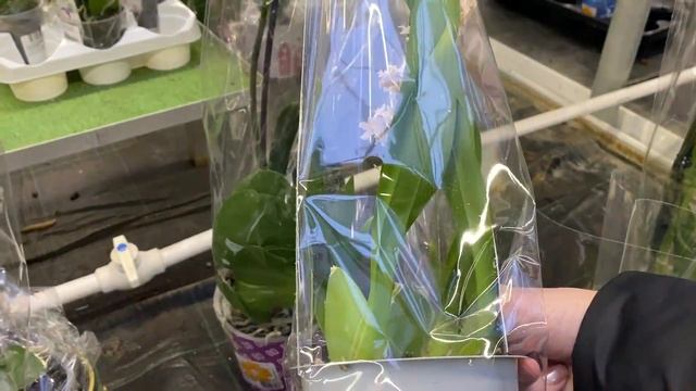 "ОБИ" "САДОВЫЙ РАЙ" В МЕГЕ НА ДЫБЕНКО смотреть онлайн