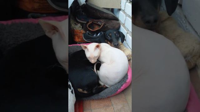 Друганы смотреть онлайн