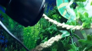 Хамелеон.Линька.Рацион?