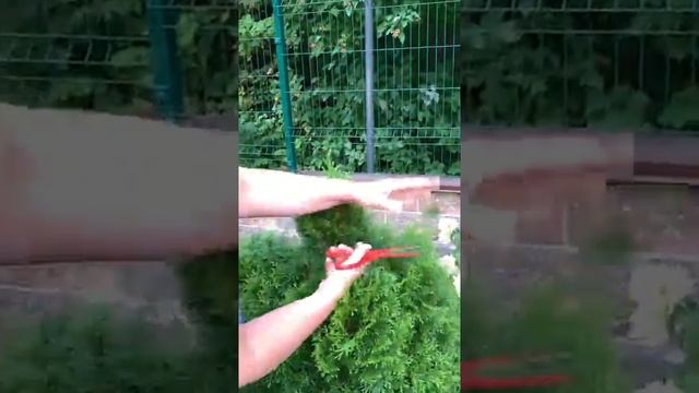 Стрижка туи