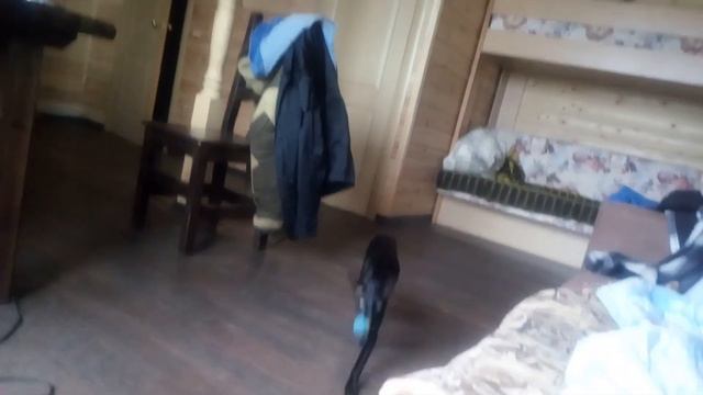 в кота вселися дьявол, глаза горят смотреть онлайн