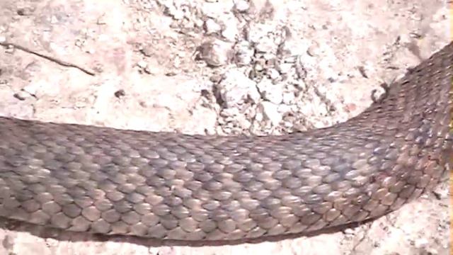 snake bites смотреть онлайн
