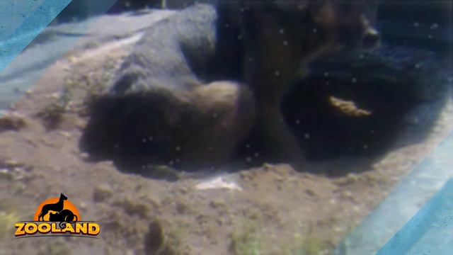 Dog Refuses To Leave Grave, Until One Woman Realizes She’s Hiding Something смотреть онлайн