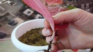 размножение аглаонем листом !!!