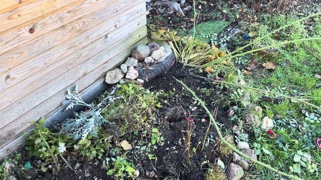 21.10.23 Влог. Плетистую розу уложила, цветники на зимовку! смотреть онлайн