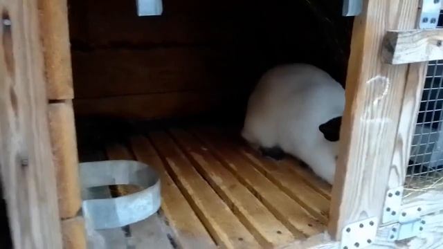 Крольчиха в охоте, а самец покрыть не может Почему так происходит смотреть онлайн